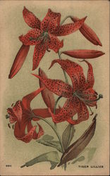 Red Tiger Lillies Postcard