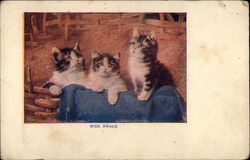 Three Kittens in a Basket Postcard