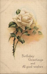 One White Rose Flowers Postcard Postcard