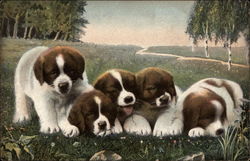Five Brown and White Puppies in a Field Postcard