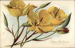 California Wild Flowers - Yellow Mariposa Lily Postcard