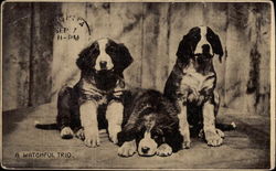 Three Dogs Postcard Postcard
