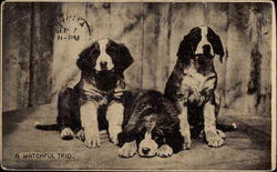 Three Dogs Postcard