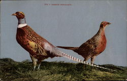 Oregon Pheasants Postcard