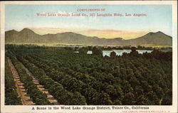 A scene in the Wood Lake Orange District, Tulare Co Postcard