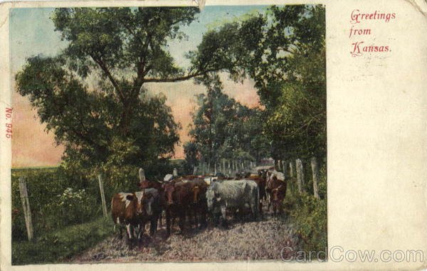 Greeting from Kanasas - Cows Scenic Kansas