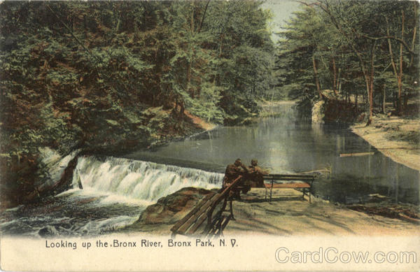 Looking up the Bronx River Bronx Park New York City