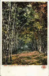 Lovers Lane Roaring Brook, MI Postcard Postcard