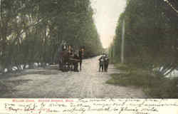 Willow Drive Horse & Carriage Postcard