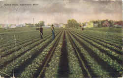 Celery Field Postcard