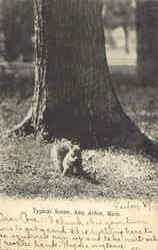 Typical Scene - Squirrel Postcard
