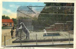 Polar Bear , Druid Hill Park Postcard