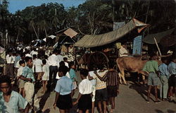 Street Scene with Bullock Carts in Malacca Postcard