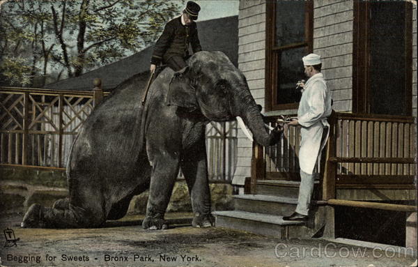 Elephant begging for sweets, Bronx Park New York