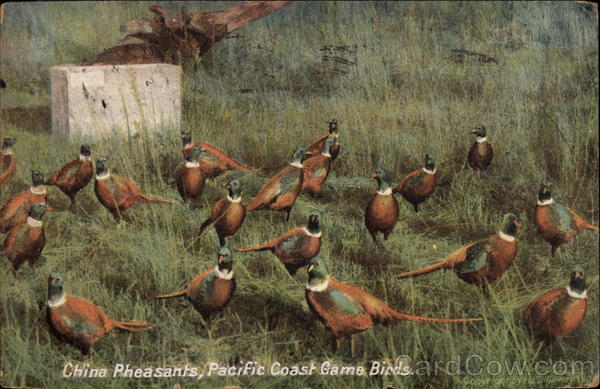 China Pheasants, Pacific Coast Game Birds
