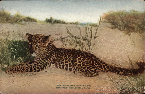 Indian Leopard Cub - Zoological Park New York