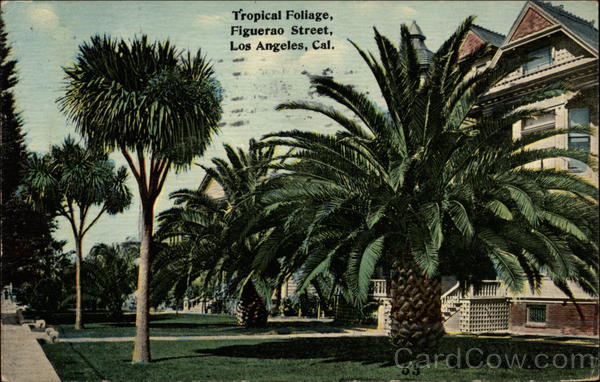 Tropical Foliage - Figuerao Street Los Angeles California