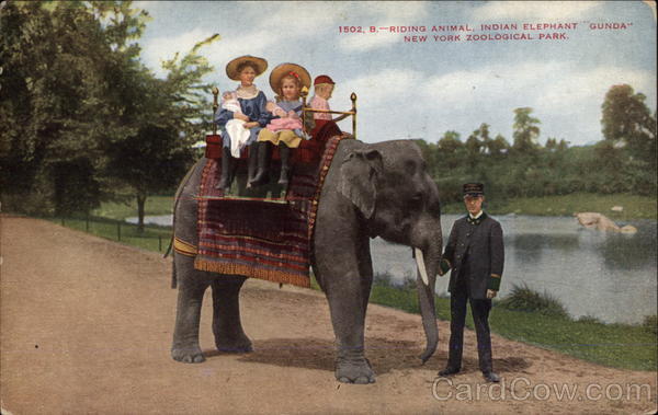 Riding Animal - Indian Elephant Gunda New York
