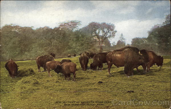 Part of American Bison Herd, New York Zoological Park