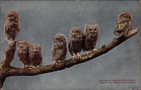 Young Screech Owls, New York Zoological Park