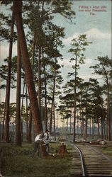 Felling a Large Pine Tree Pensacola, FL Postcard Postcard