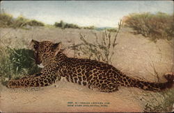 Indian Leopard Cub - Zoological Park Postcard