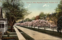 Oxford St., White Magnolias in Bloom Postcard