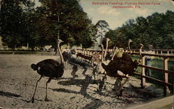Ostriches Feeding, FLorida Ostrich Farm Postcard