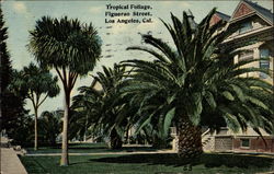 Tropical Foliage - Figuerao Street Postcard