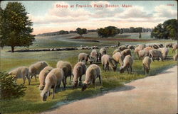 Sheep at Franklin Park Postcard