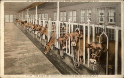 The Cows are Washed and Brushed Before Each Milking Postcard