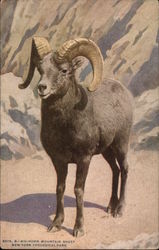 Big-Horn Mountain Sheep, New York Zoological Park Postcard