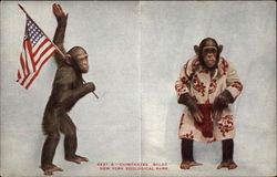 Chimpanzee "Baldy", Zoological Park Postcard
