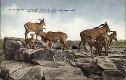 Barbary Wild Sheep Family on Mountain Sheep Hill New York, NY Postcard Postcard