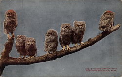 Young Screech Owls, New York Zoological Park Postcard