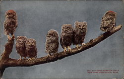 Young Screech Owls, New York Zoological Park Postcard Postcard