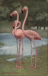 New York Zoological Park - European Flamingo Postcard