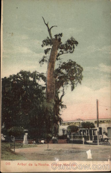 Arbol de la Noche Triste Mexico City