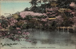Cherry Blossom at Sankeen Postcard