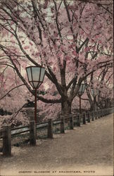 Cherry Blossom at Arashiyama Postcard