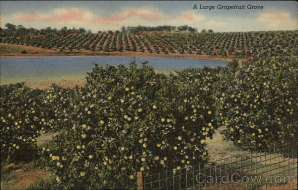 A Large Grapefruit Grove