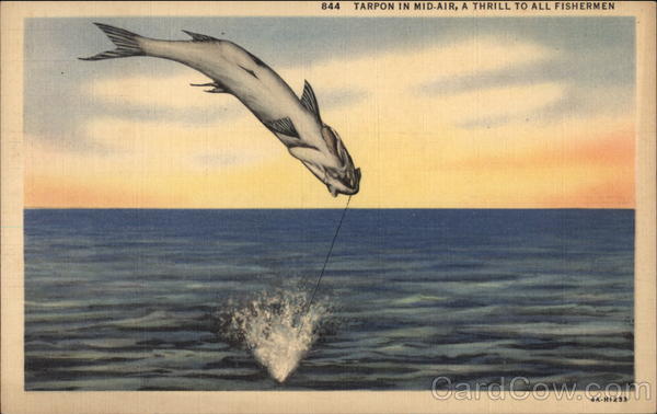 Tarpon in Mid-Air, A Thrill to All Fishermen