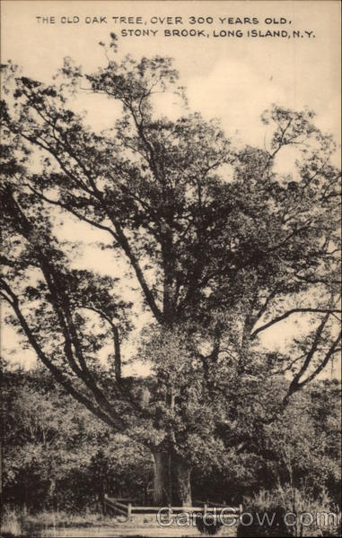 The Old Oak Tree, Over 300 Years Old Stony Brook New York