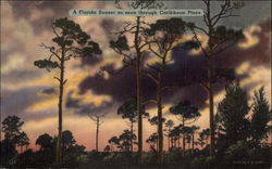 A Florida Sunset as Seen Through Caribbean Pines Postcard