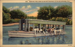 Feeding fish from Glass Bottom Boat Silver Springs, FL Postcard Postcard