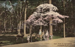 Deer Park in the Springtime Pinehurst, NC Postcard Postcard