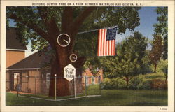 Historic Scythe Tree on a Farm Postcard