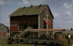 A Scene In the Tobacco Farming Area Postcard