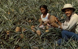 Pine Apple Gathering Postcard