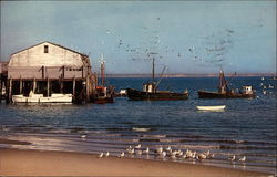 Gulls, Boats, Town Wharf Postcard